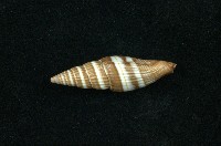 藏品(山蝸牛)的圖片